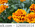 Marigolds 126001014