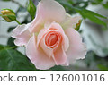 Roses at the entrance in May 126001016