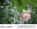Pink roses at the entrance in May 126001017