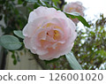 Pink roses at the entrance in May 126001020