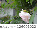 May Entrance Roses 126001022