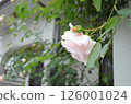 Roses at the entrance in May 126001024