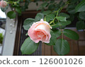 Roses at the Entrance in May 126001026