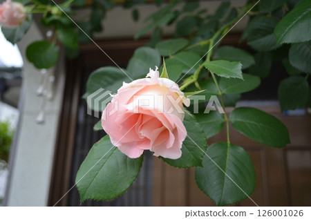 Roses at the Entrance in May Roses at the Entrance in May 126001026