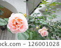 Roses at the entrance in May 126001028