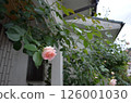 May Entrance Roses 126001030