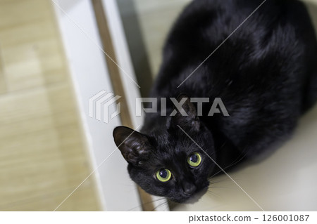 Black cat  126001087