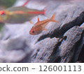 Fire Tetra 126001113