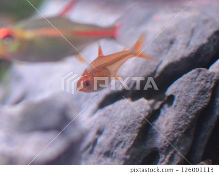 Fire Tetra Fire Tetra 126001113