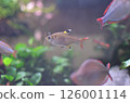 Pristella in the aquarium 126001114