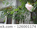 Rose Life in May 126001174