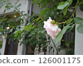 Life with Roses in May 126001175
