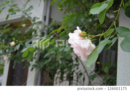 Life with Roses in May Life with Roses in May 126001175