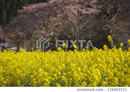 河岸邊盛開的美麗油菜花 126001521