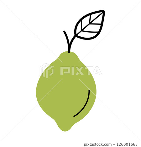 Whole fresh lime with twig and leaf. Hand drawn sketch icon of citrus fruit. Isolated vector illustration in doodle line style. Whole fresh lime with twig and leaf. Hand drawn sketch icon of citrus fruit. Isolated vector illustration in doodle line style. 126001665