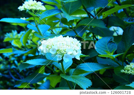彩色繡球花自然背景（2025 年 5 月註冊） 126001728