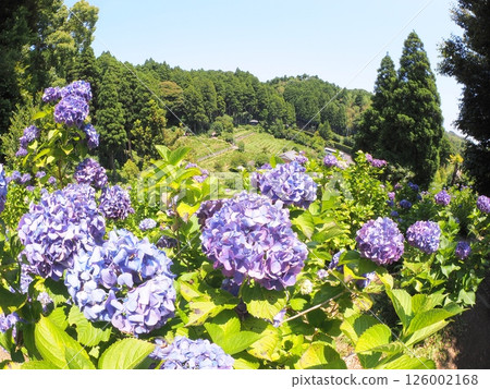 Hydrangea fields in Chiba in early summer | Flower background material for tourism and travel brochures 126002168