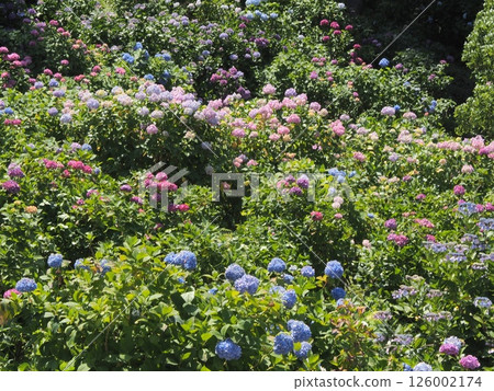 Hydrangea fields in Chiba in early summer | Flower background material for tourism and travel brochures 126002174