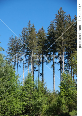 A forest with a blue sky in the background 126002237