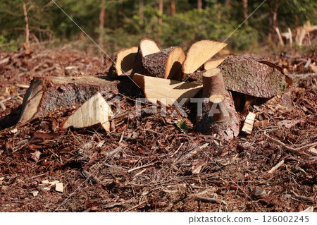 A pile of wood is on the ground, with some of it being cut into pieces A pile of wood is on the ground, with some of it being cut into pieces 126002245