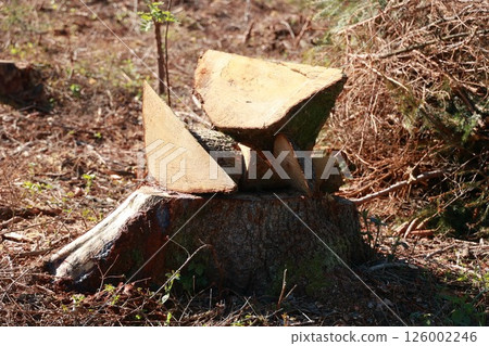 A pile of wood is sitting on top of a tree stump A pile of wood is sitting on top of a tree stump 126002246