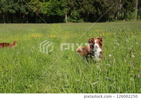 A brown and white dog is standing in a field of tall grass A brown and white dog is standing in a field of tall grass 126002250