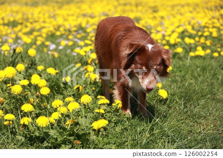 A brown dog is walking through a field of yellow flowers A brown dog is walking through a field of yellow flowers 126002254