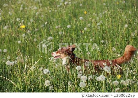 A brown dog is running through a field of yellow flowers A brown dog is running through a field of yellow flowers 126002259