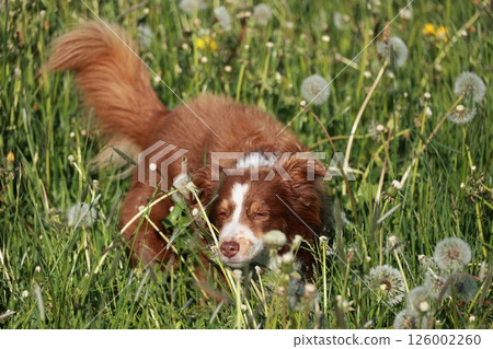 A brown and white dog is sniffing the grass A brown and white dog is sniffing the grass 126002260