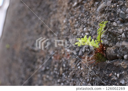 A small green plant is growing out of a crack in a concrete wall A small green plant is growing out of a crack in a concrete wall 126002269