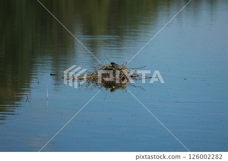 A nest of twigs and grass is floating on the surface of a lake 126002282
