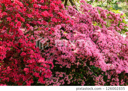Azalea in full bloom 126002835
