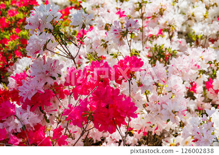 Azalea in full bloom Azalea in full bloom 126002838