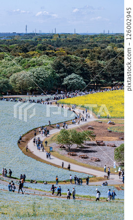 Scenery of people walking through a spring flower field with nemophila and rape blossoms Scenery of people walking through a spring flower field with nemophila and rape blossoms 126002945