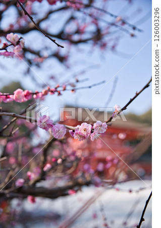 Shimogamo Shrine: Korin's plum blossoms and the tower gate in the background 4 Shimogamo Shrine: Korin's plum blossoms and the tower gate in the background 4 126003296