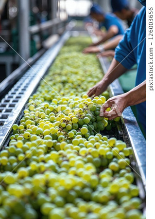 Grape sorting in vineyard by workers: harvest, production, fresh produce, agriculture Grape sorting in vineyard by workers: harvest, production, fresh produce, agriculture 126003656