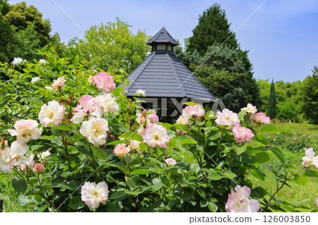 Umami Hill Park Roses in full bloom Umami Hill Park Roses in full bloom 126003850