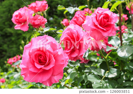 Umami Hill Park Roses in full bloom 126003851