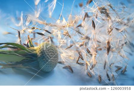 A flying dandelion and randomly arranged seeds next to it. macro photo 126003958