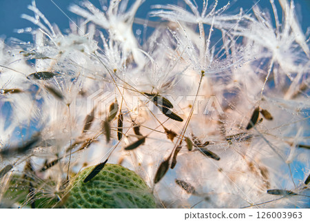 A macro photo of a dandelion flower that has flown around and its seeds in dew drops are randomly located nearby. 126003963
