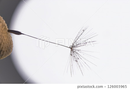 Macro photo of a part of a dandelion and its single seed in dew drops. selective focus 126003965