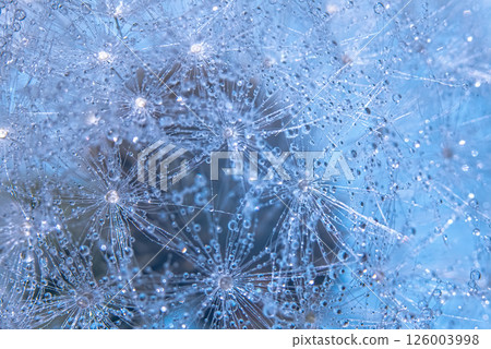 Close up detail dandelion parachute in bloom.blue toned photo 126003998