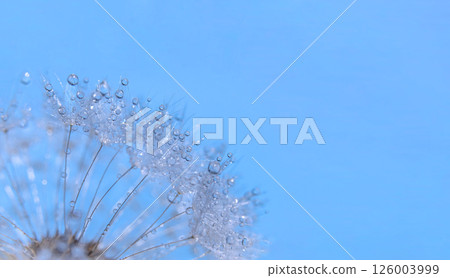 Blue abstract dandelion with dew drops flower background, extreme soft focus closeup, beautiful nature details, widescreen photo with space for text 126003999