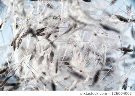 Dandelion seeds in a spiral prominent chaotic arrangement. selective focus 126004002