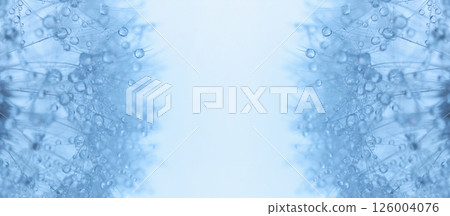 Abstract macro photo of a dandelion flower with dew drops on the seeds, blue toned photo. Panoramic photo, flowers on the left and right sides of the picture. Place for text, advertising products in 126004076