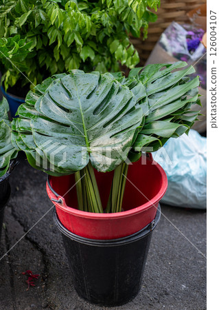 Monstera leaves kept in water buckets at Bangkok flower market for retail selling, fresh decoration 126004107