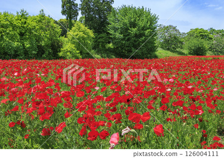 Umami Hill Park Poppy in full bloom 126004111