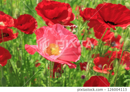 Umami Hill Park Poppy in full bloom Umami Hill Park Poppy in full bloom 126004113