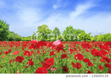 盛開的鮮味山公園罌粟 126004116
