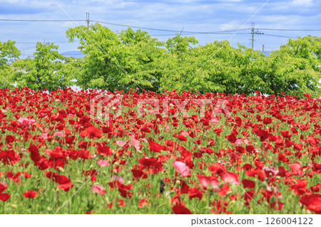 盛開的鮮味山公園罌粟 126004122